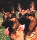 Schäferhundkopf