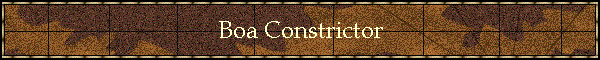 Boa Constrictor