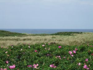 sylt7