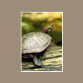 Natur