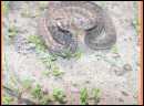 PICT0033.JPG