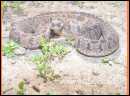 PICT0043.JPG