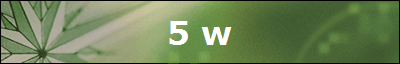 5 w